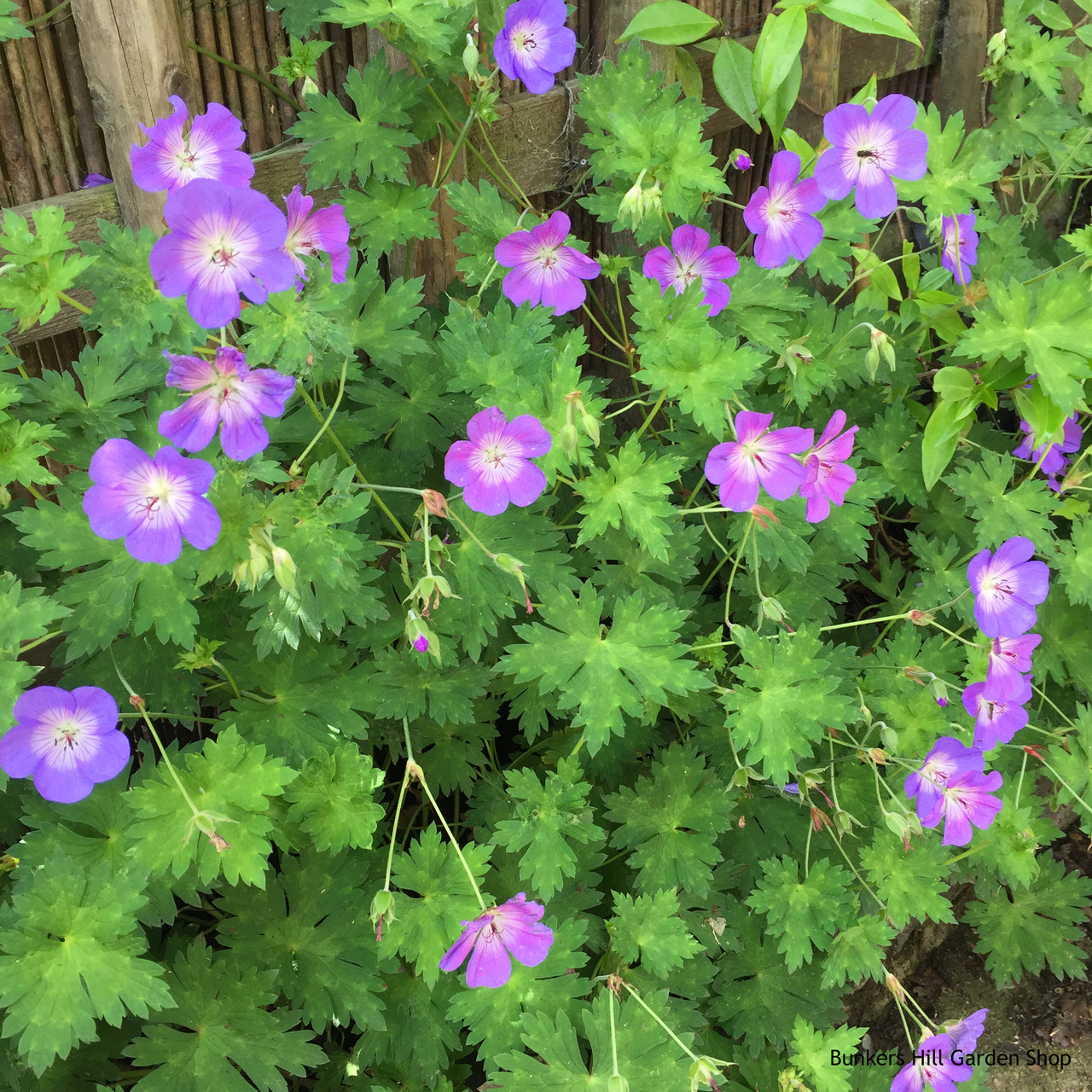 Where to buy rozanne geranium