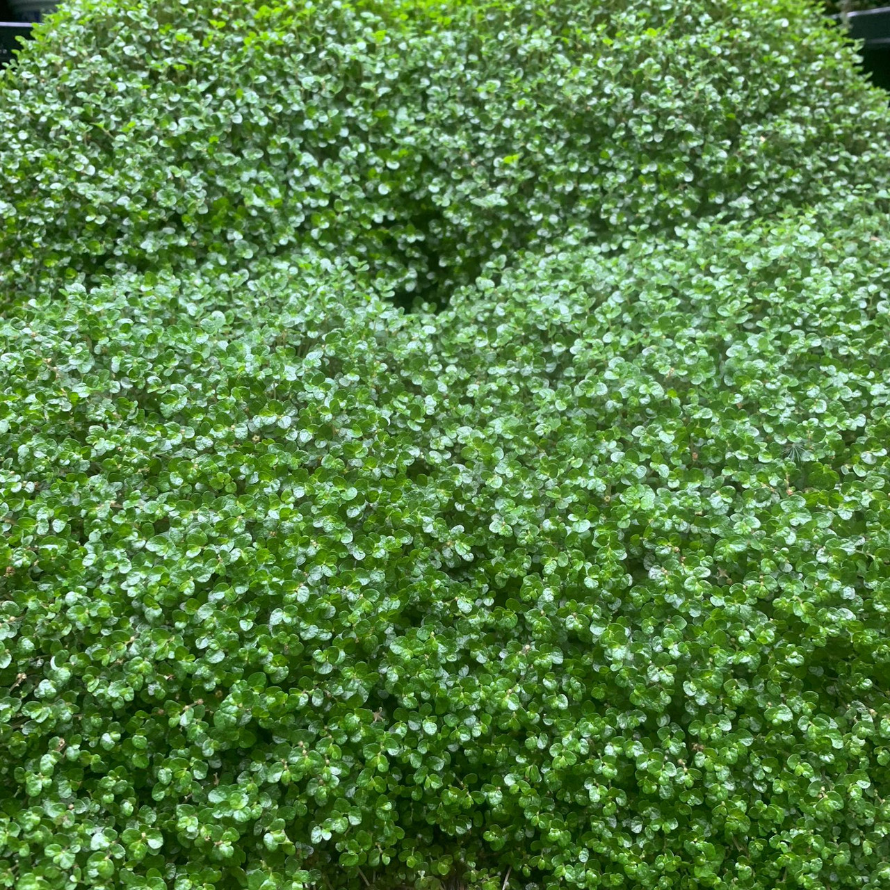 Tears plant flower image