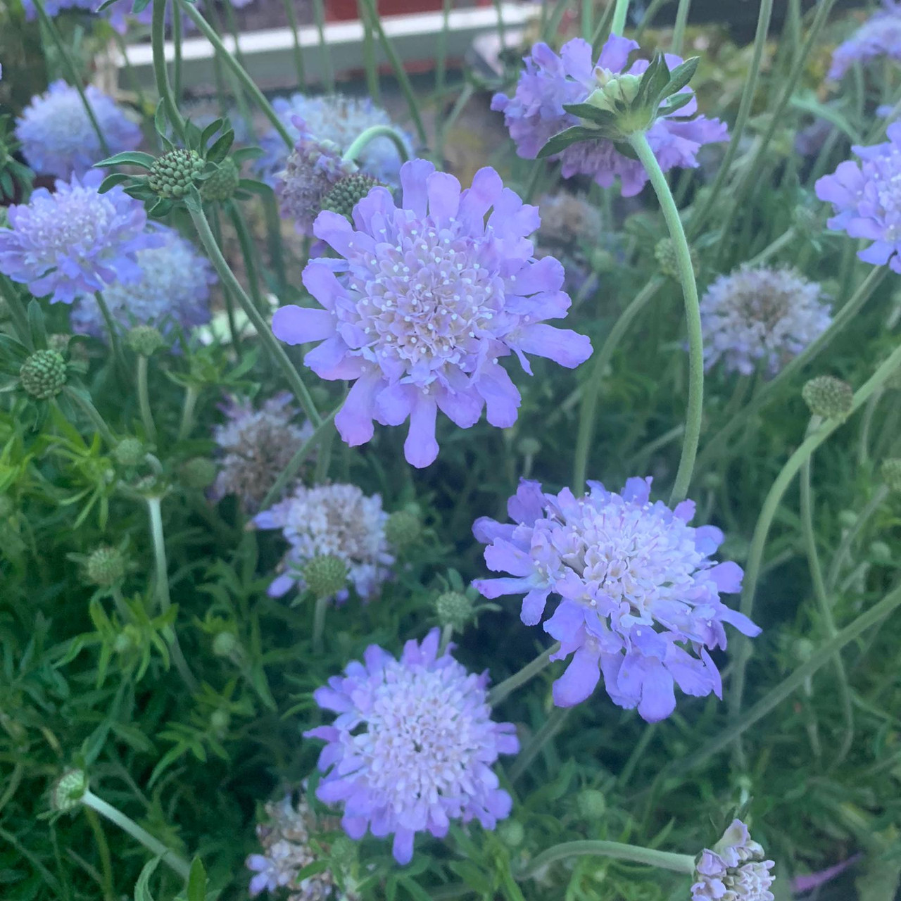 Scabiosa 'Butterfly Blue' Bunkers Hill Plant Nursery