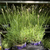 Lavender angustifolia 'Essence Purple' (English) (p12)