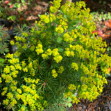 Euphorbia cyparissias 'Fens Ruby' (Cypress spurge)