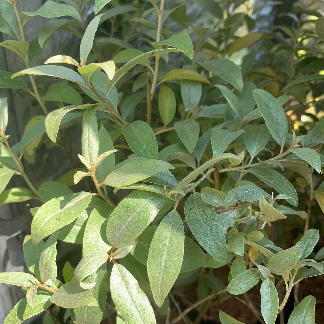 Elaeagnus 'quicksilver' - 2ltr Pot - Bunkers Hill Plant Nursery