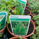 Welsh Onion (11cm)