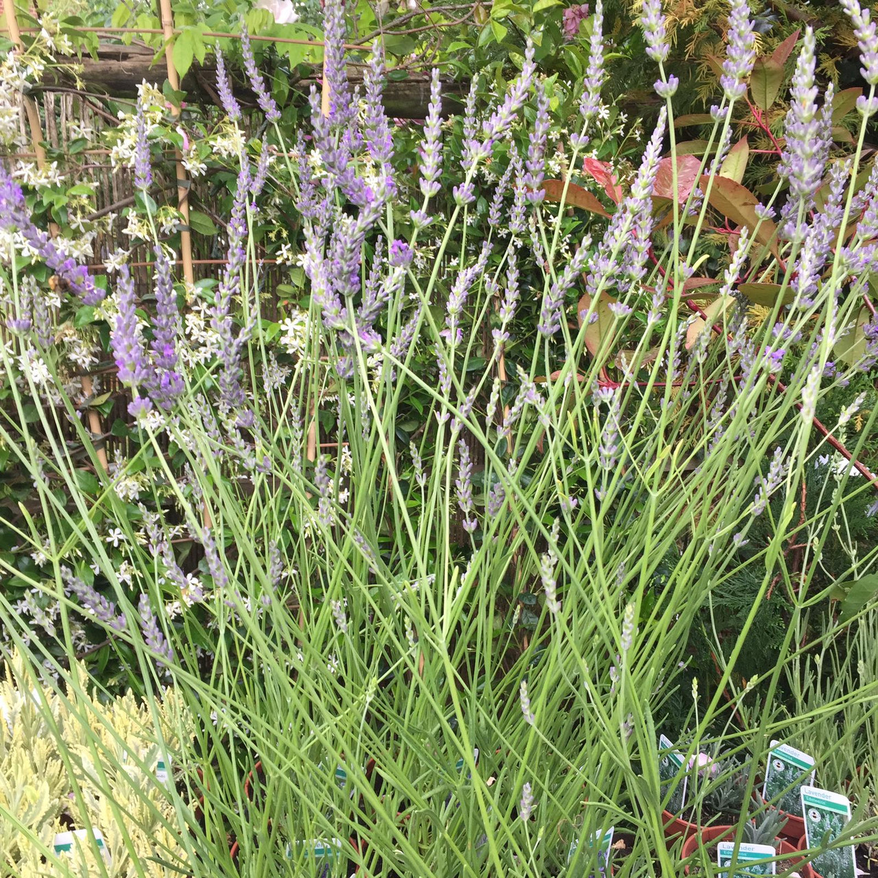 Lavender 'Grosso' (11cm) Bunkers Hill Plant Nursery