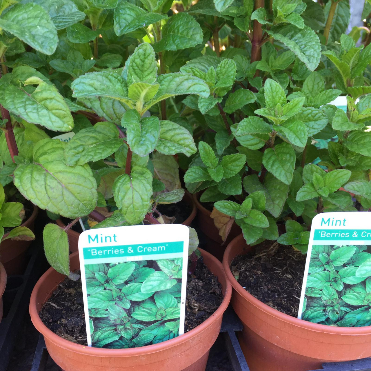 Mint Berries Cream 11cm Bunkers Hill Plant Nursery Mint Berries Cream 11cm Bunkers Hill Plant Nursery