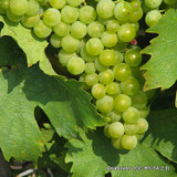 White Grape 'Pinot Blanc' 3ft on Cane