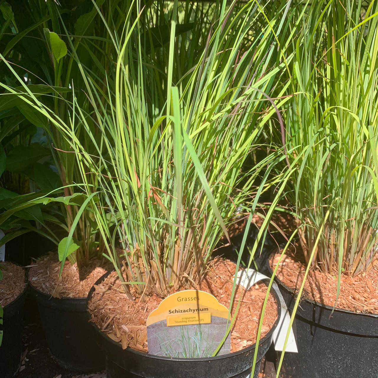 Calamagrostis X Acutiflora Overdam Ornamental Grass