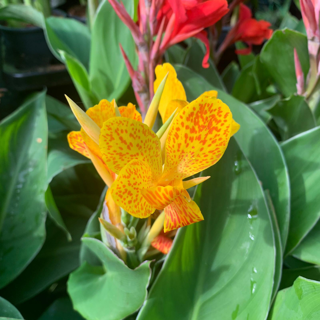 Canna Lily Planting Guide