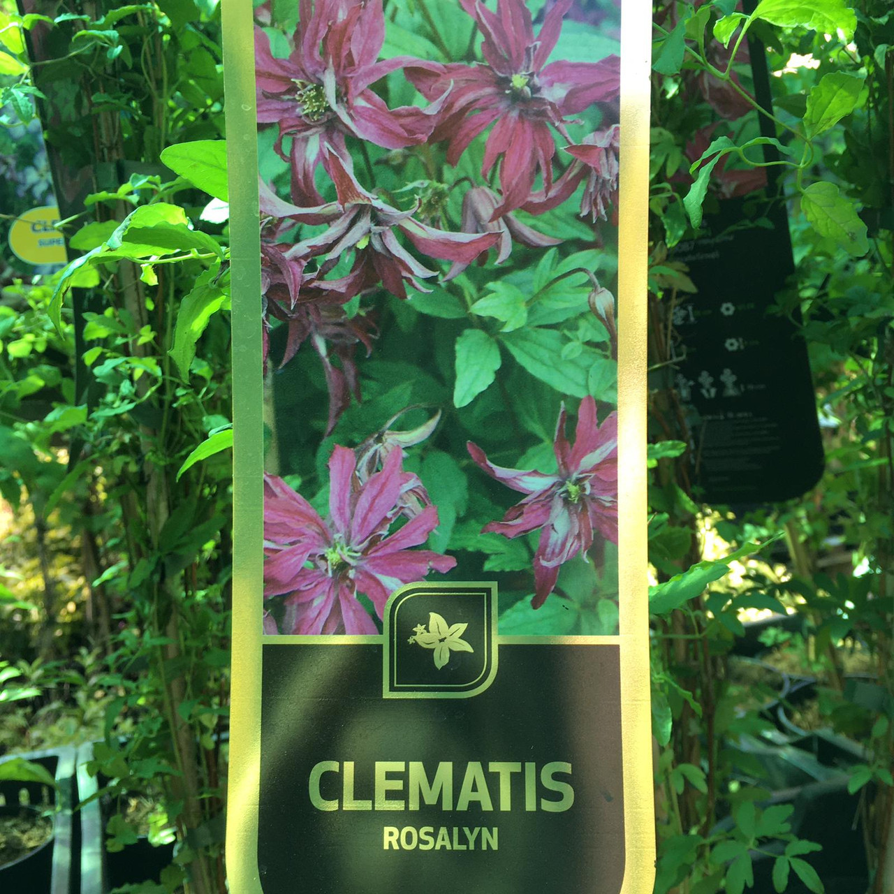 Clematis Rosalyn Bunkers Hill Plant Nursery