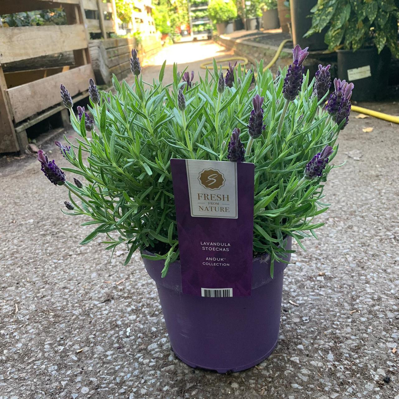 Lavender 'Anouk' (Lavandula) Large Bunkers Hill Plant Nursery