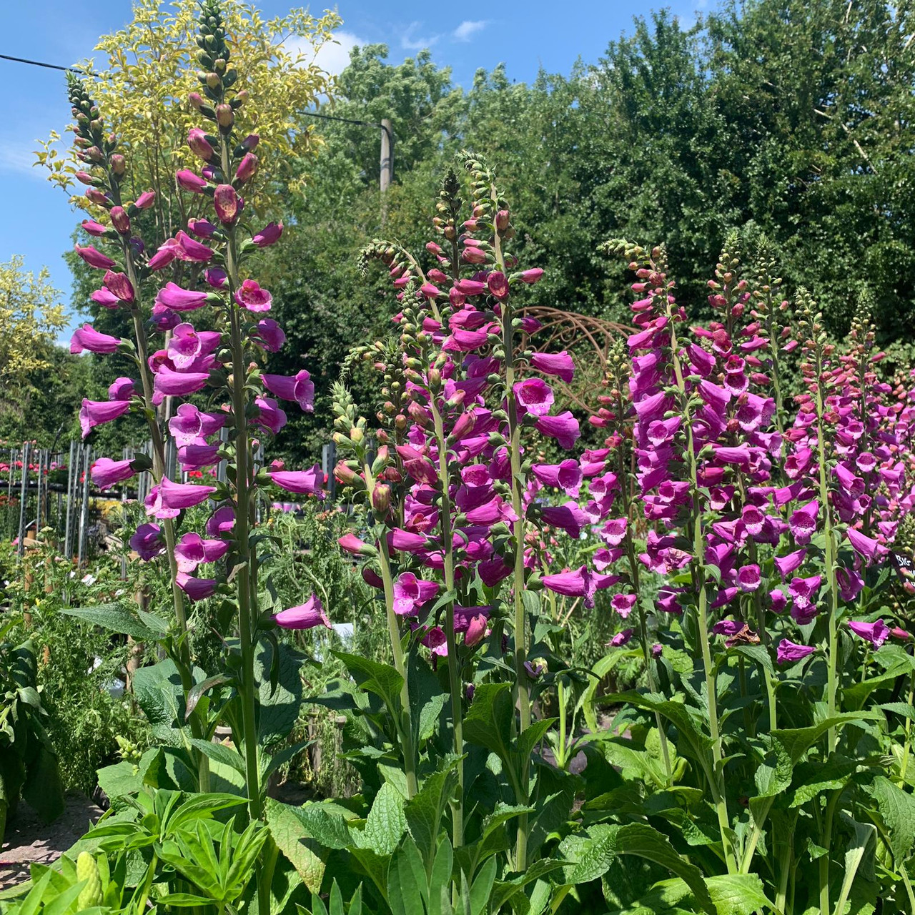 Digitalis purpurea 'Dalmation Purple' (Foxglove) Bunkers Hill Plant