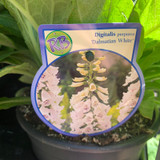 Digitalis purpurea 'Dalmation White' (Foxglove)