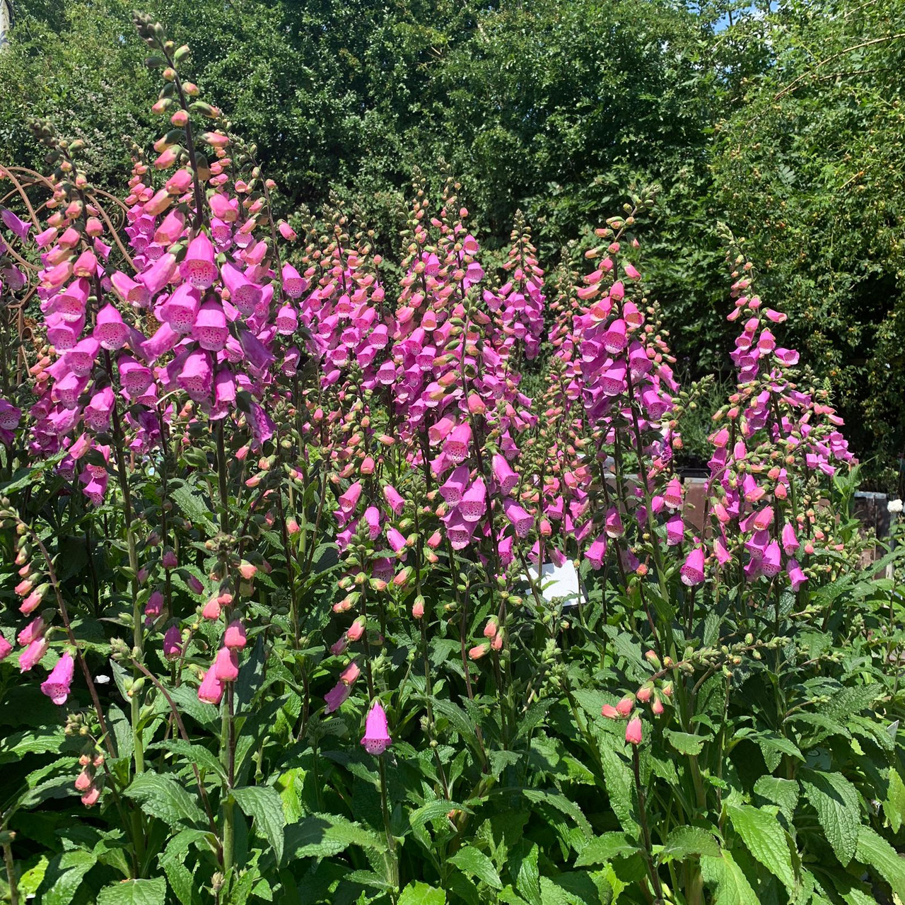 Digitalis mertonensis 'Summer King' (Foxglove) Bunkers Hill Plant Nursery