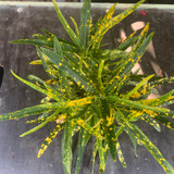 Spotty Leaf Houseplant - Dracena