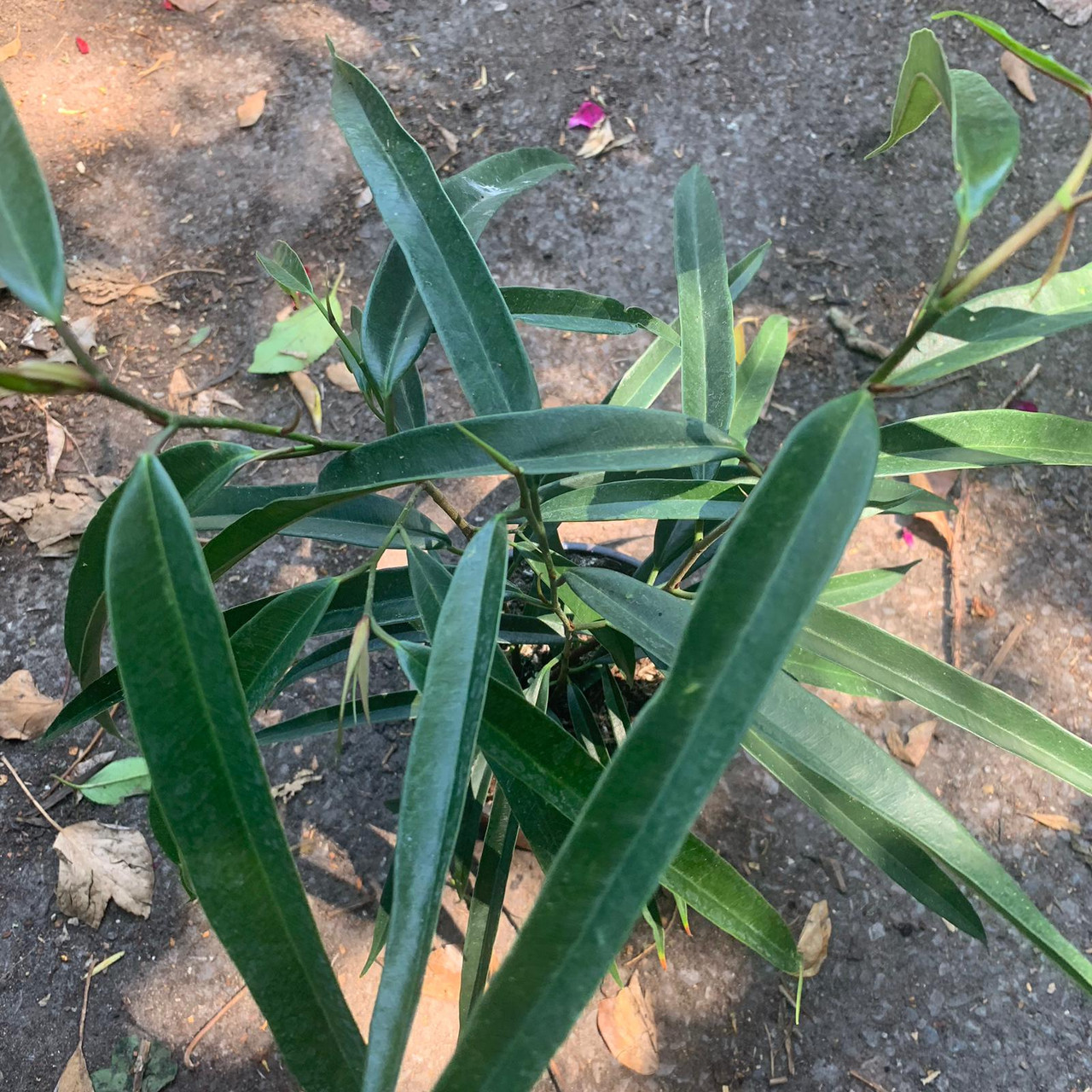 Long Leaf Houseplant Bunkers Hill Plant Nursery Long Leaf Houseplant Bunkers Hill Plant Nursery