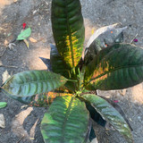 Croton - Houseplant