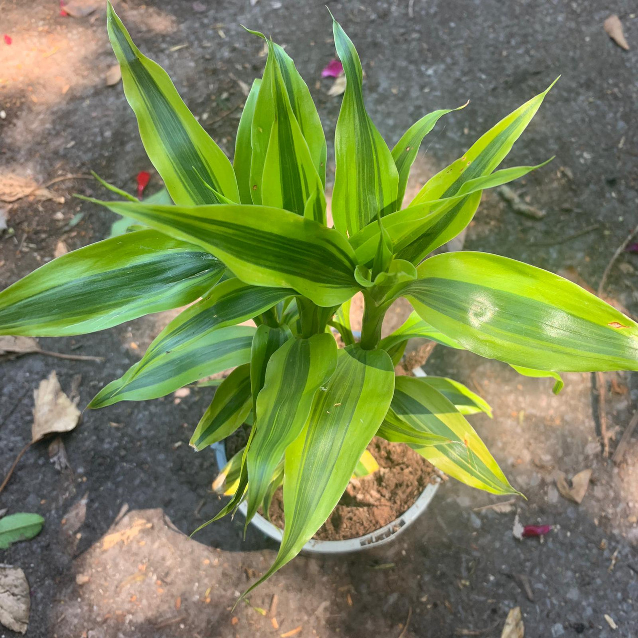 Golden Dracena Houseplant Bunkers Hill Plant Nursery