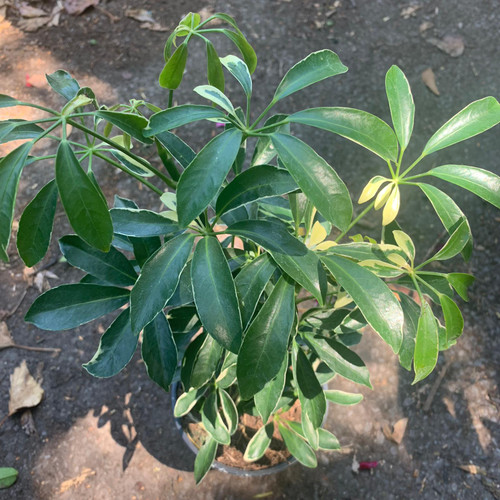 Variegated Umbrella Plant - Houseplant - Bunkers Hill Plant Nursery