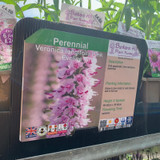 Veronica longifolia Pink Eveline 1ltr