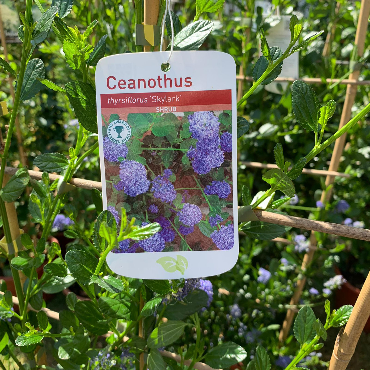 Ceanothus 'Skylark' 1.5 metre trellis Bunkers Hill Plant Nursery