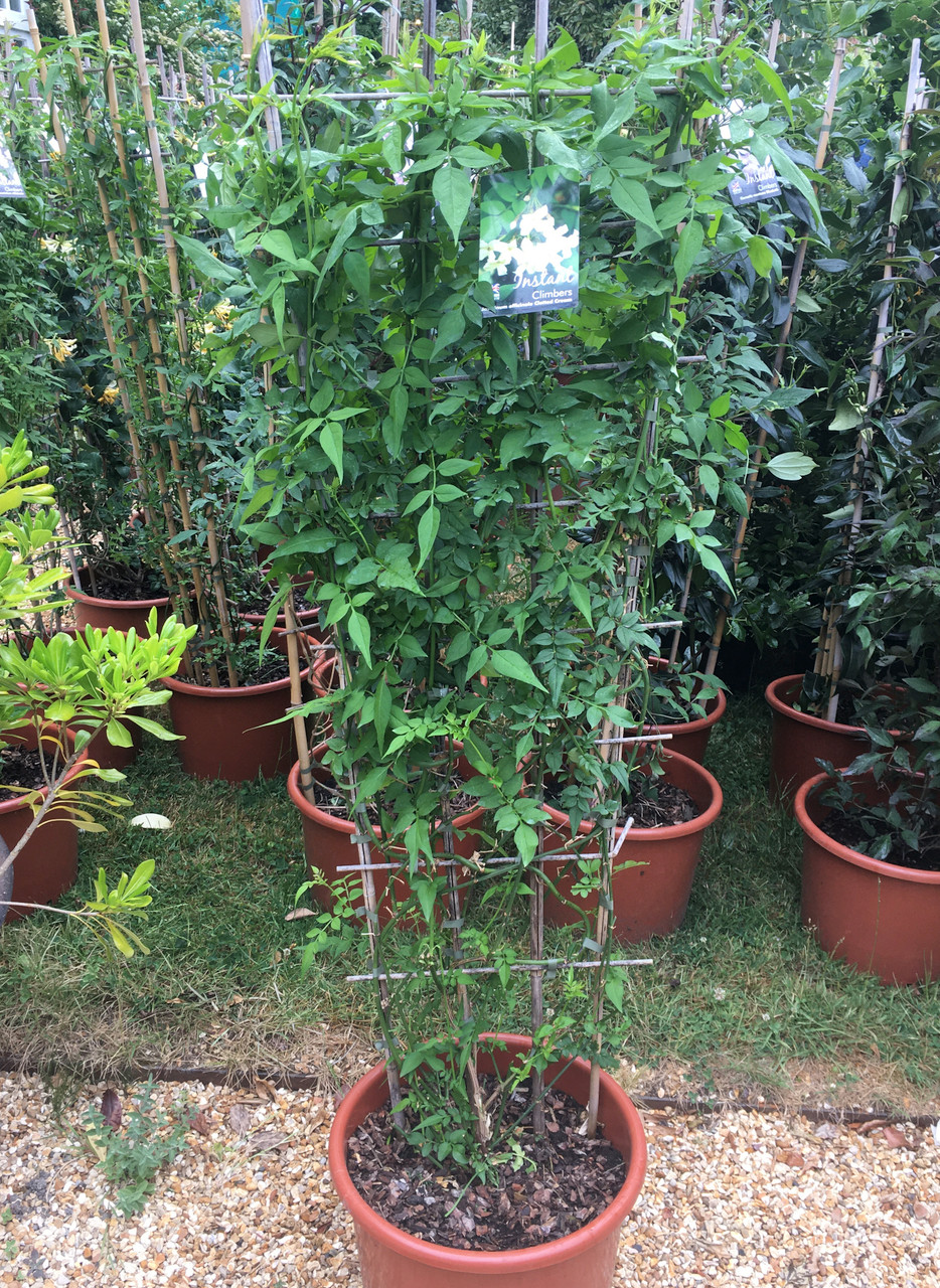Jasminum Clotted Cream Jasmine 1 5 Metre Trellis Bunkers Hill Plant Nursery