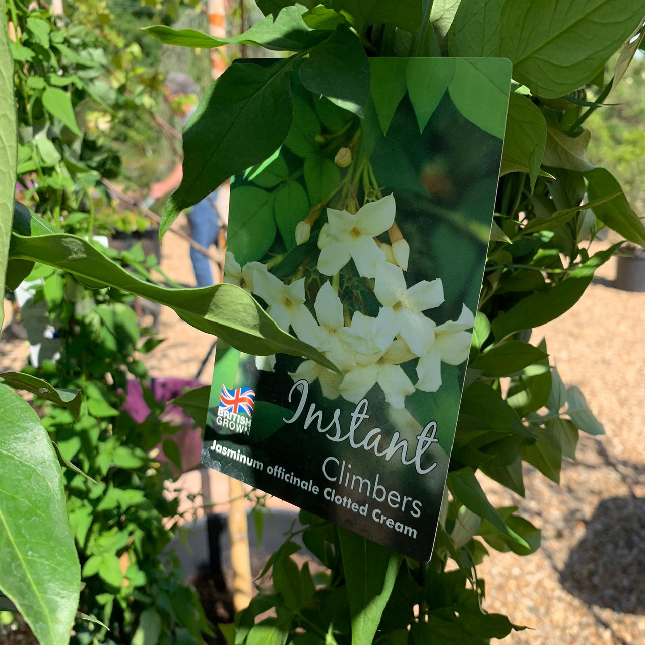Jasminum 'Clotted Cream' (Jasmine) 1.5 metre trellis Bunkers Hill