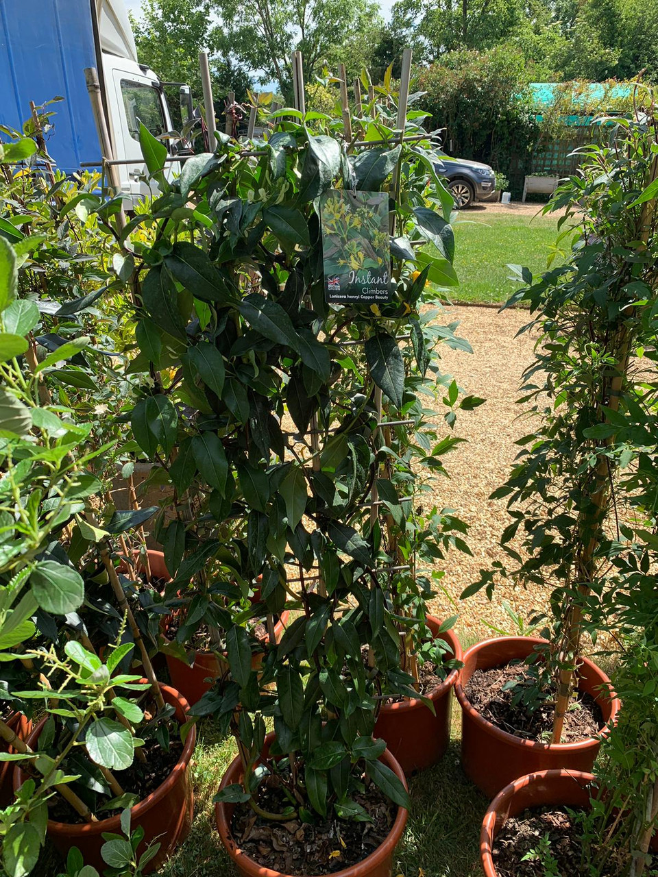 Lonicera henryi 'Copper Beauty' (Honeysuckle) 1.5 metre trellis Bunkers Hill Plant Nursery Lonicera henryi 'Copper Beauty' (Honeysuckle) 1.5 metre trellis Bunkers Hill Plant Nursery