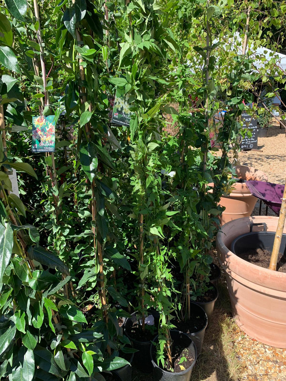 Jasminum Clotted Cream Jasmine 150 175cm Bunkers Hill Plant Nursery