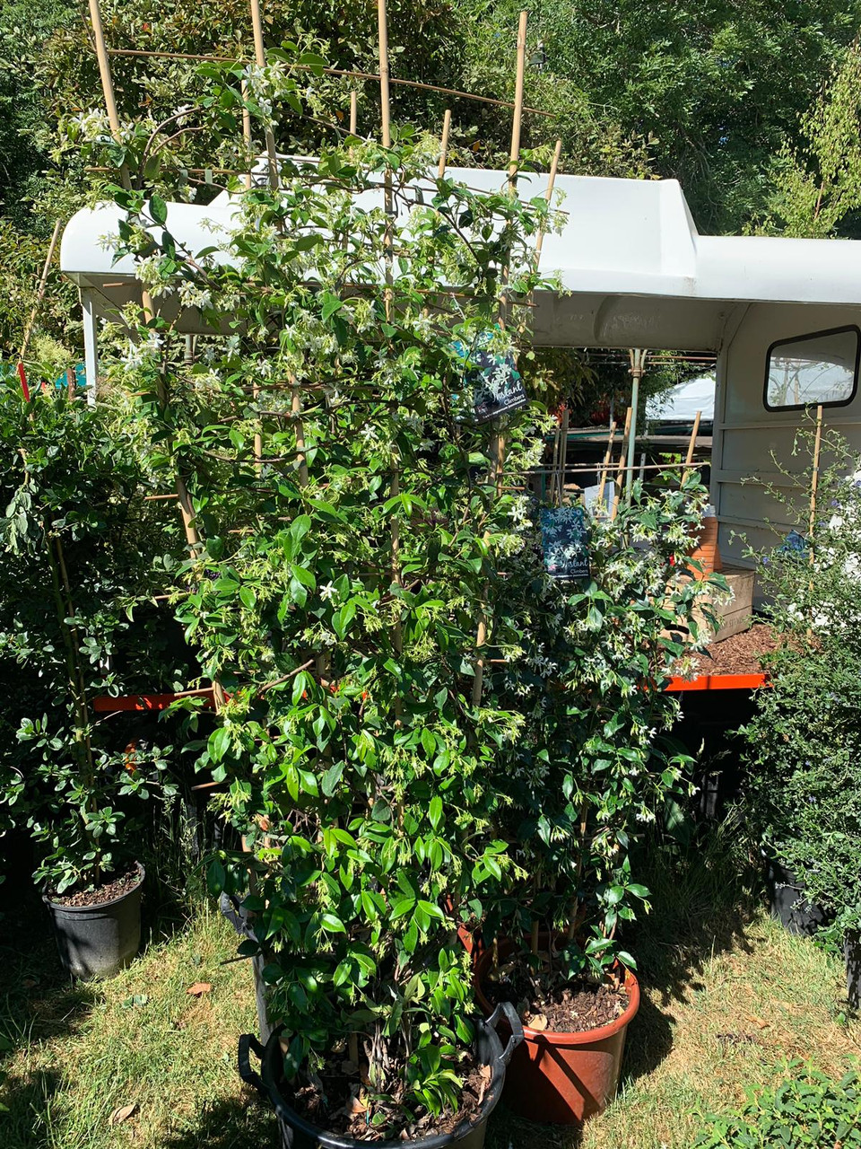 Trachelospermum Jasminoides Star Jasmine 2 4 Metre Trellis Bunkers Hill Plant Nursery