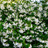 Trachelospermum jasminoides (Star Jasmine) 150-175cm on cane