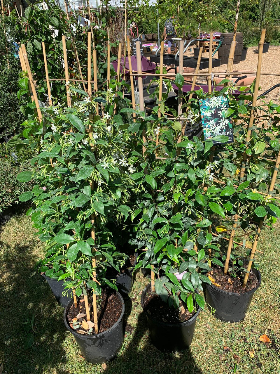 Trachelospermum jasminoides (Star Jasmine)- 1.2 metre ...