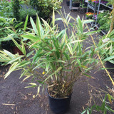Pseudosasa japonica 'Metake Variegata' (Arrow Bamboo) 80-100cm
