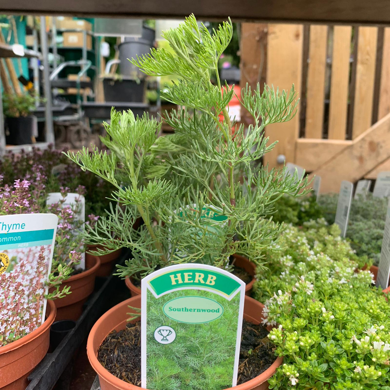 Southernwood (11cm) Bunkers Hill Plant Nursery