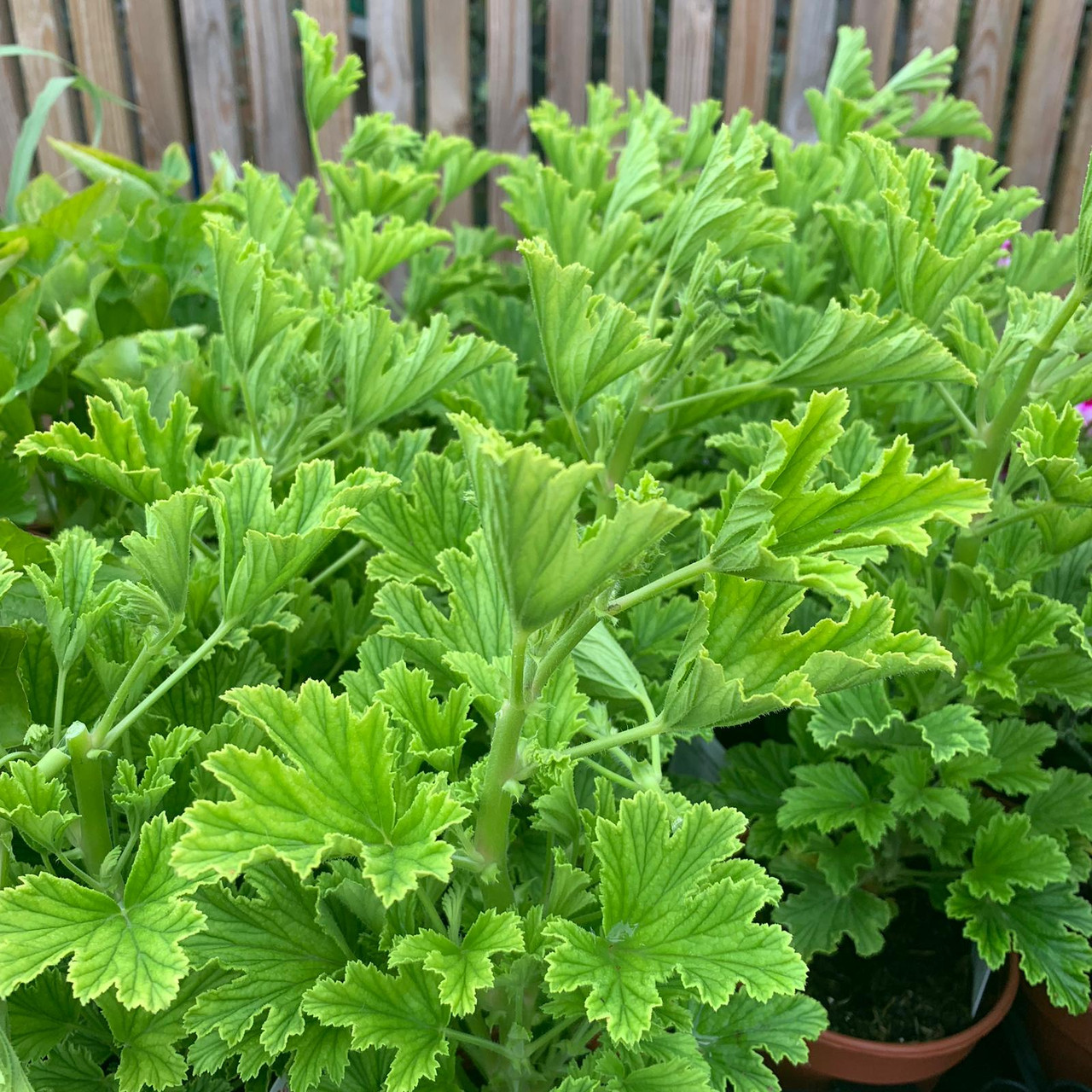Geranium 'Orange Fizz' (11cm) Bunkers Hill Plant Nursery