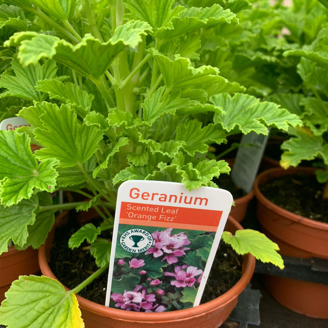 Geranium 'Orange Fizz' (11cm) Bunkers Hill Plant Nursery
