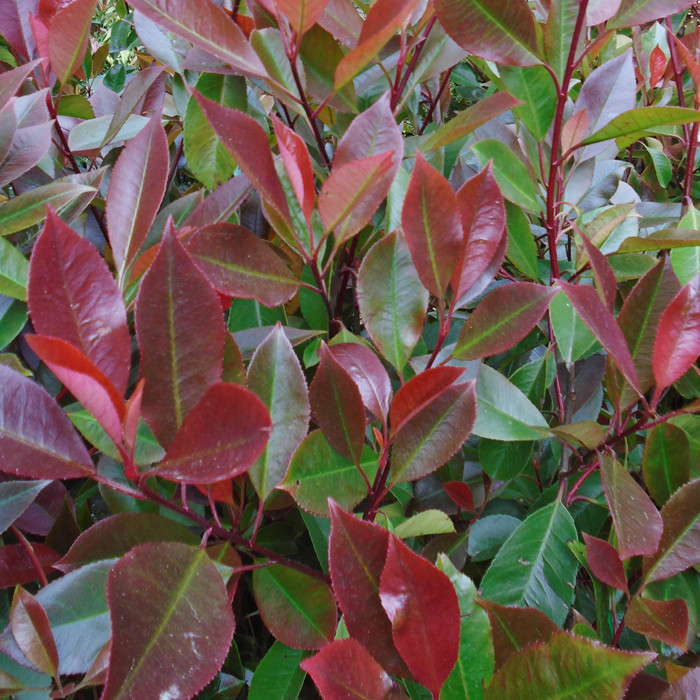 Photinia 'Red Robin' - 3-4ft - Bunkers Hill Plant Nursery