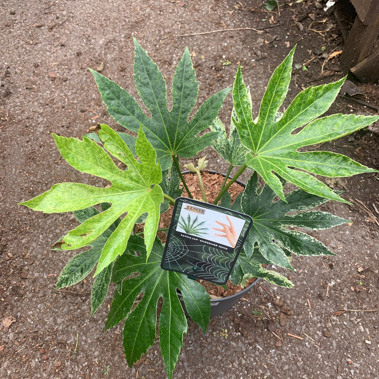 Fatsia Spider's  Bunkers Hill Plant Nursery