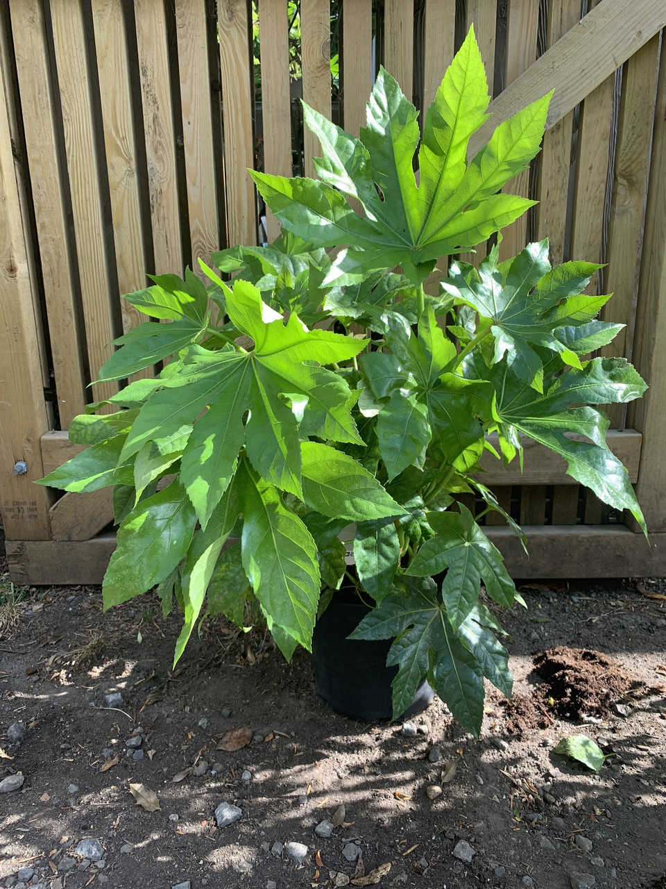 Fatsia japonica (p21) Bunkers Hill Plant Nursery