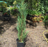 Juniperus 'Blue Arrow' (Juniper) 4ft