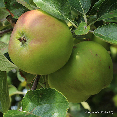 Apple 'Bramley Clone 20 ' 1yr feathered maiden tree on MM106 rootstock