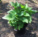 Zantedeschia aethiopica (Arum Lily) - 10ltr pot