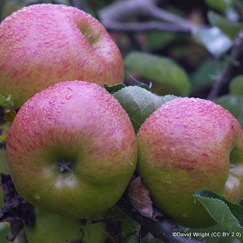 'Bramley' 1yr feathered maiden apple tree on MM106 ...