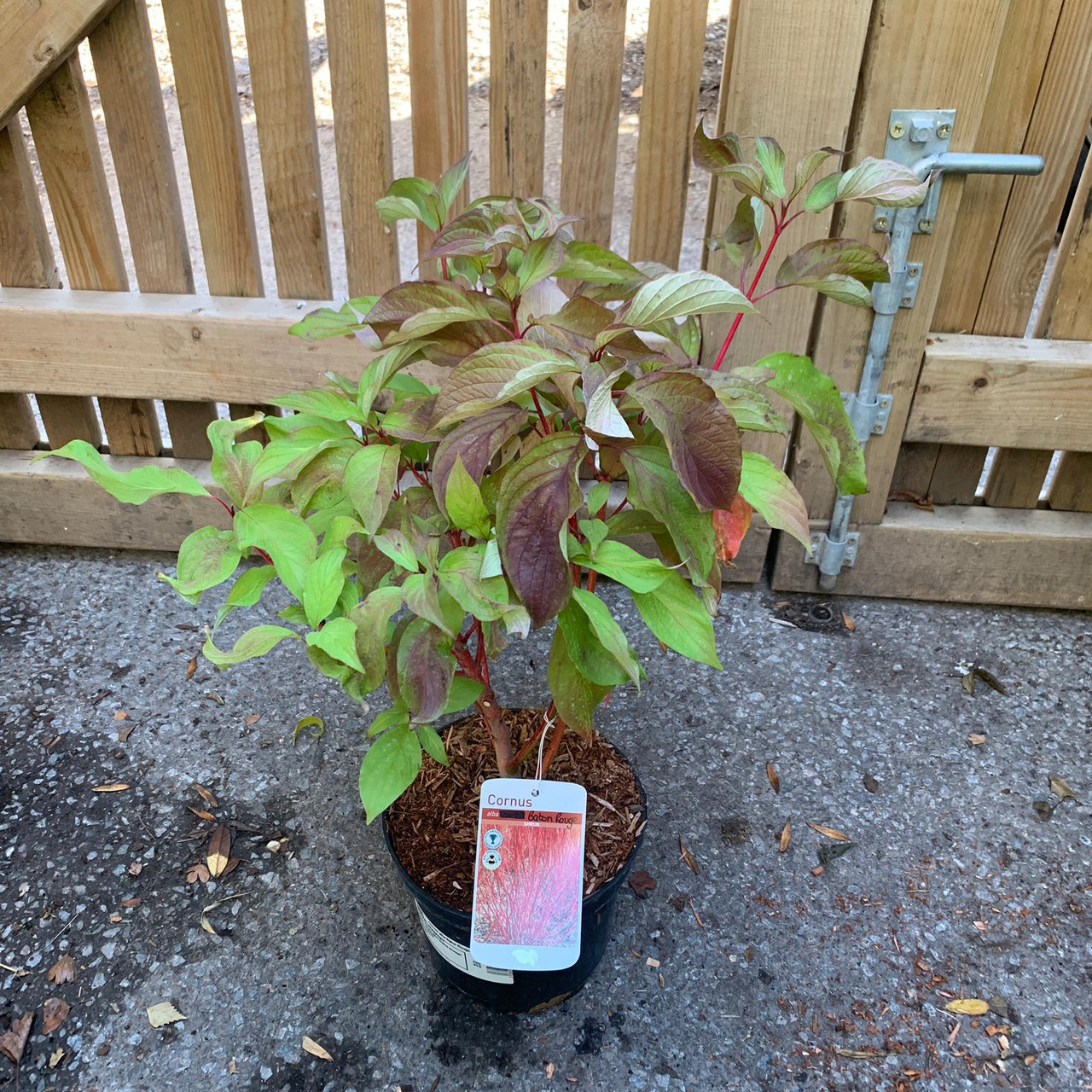 Cornus alba �Baton Rouge� 3ltr pot Bunkers Hill Plant