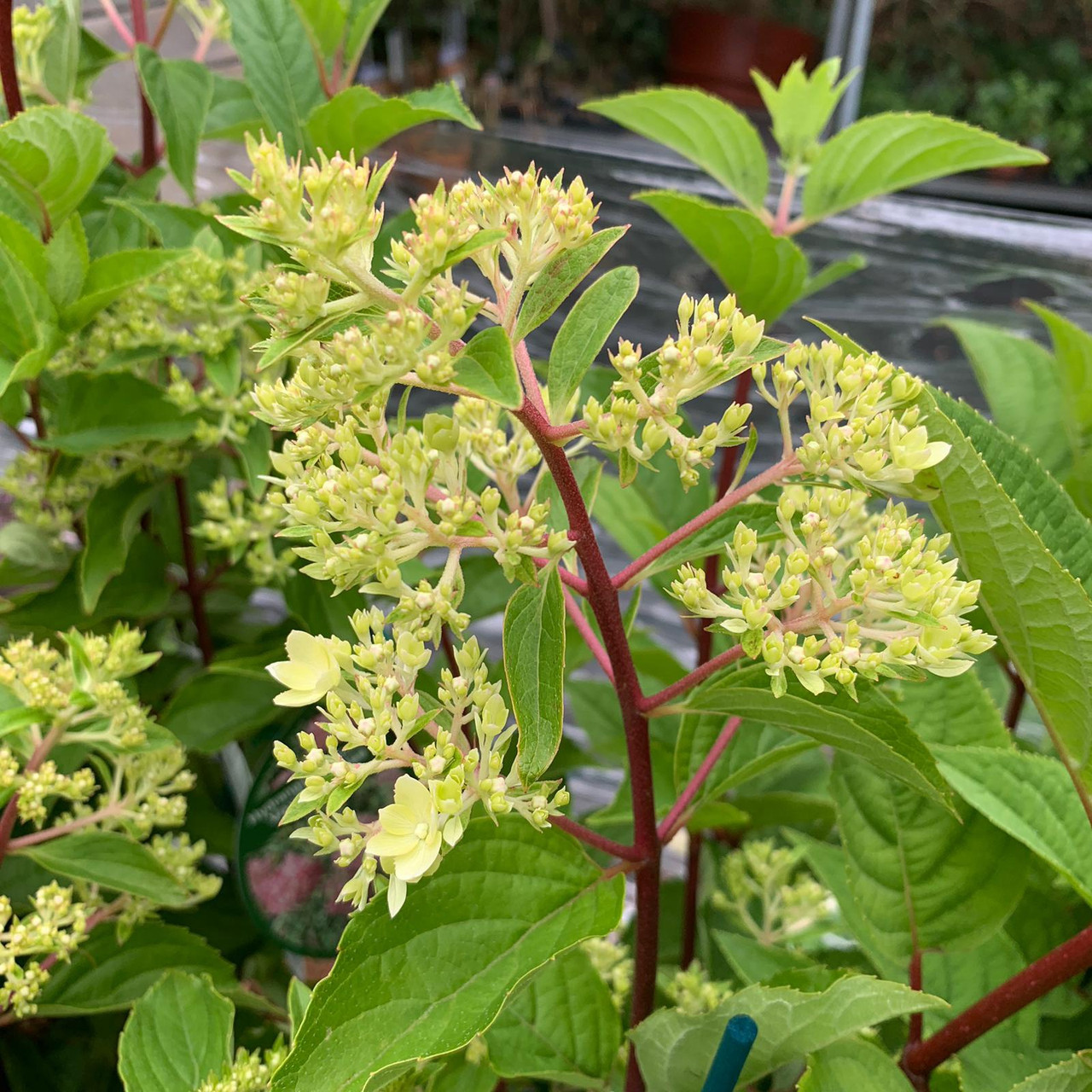 Hydrangea paniculata &amp;#39;Vanille Fraise&amp;#39; - 3ltr pot - Bunkers Hill Plant ...