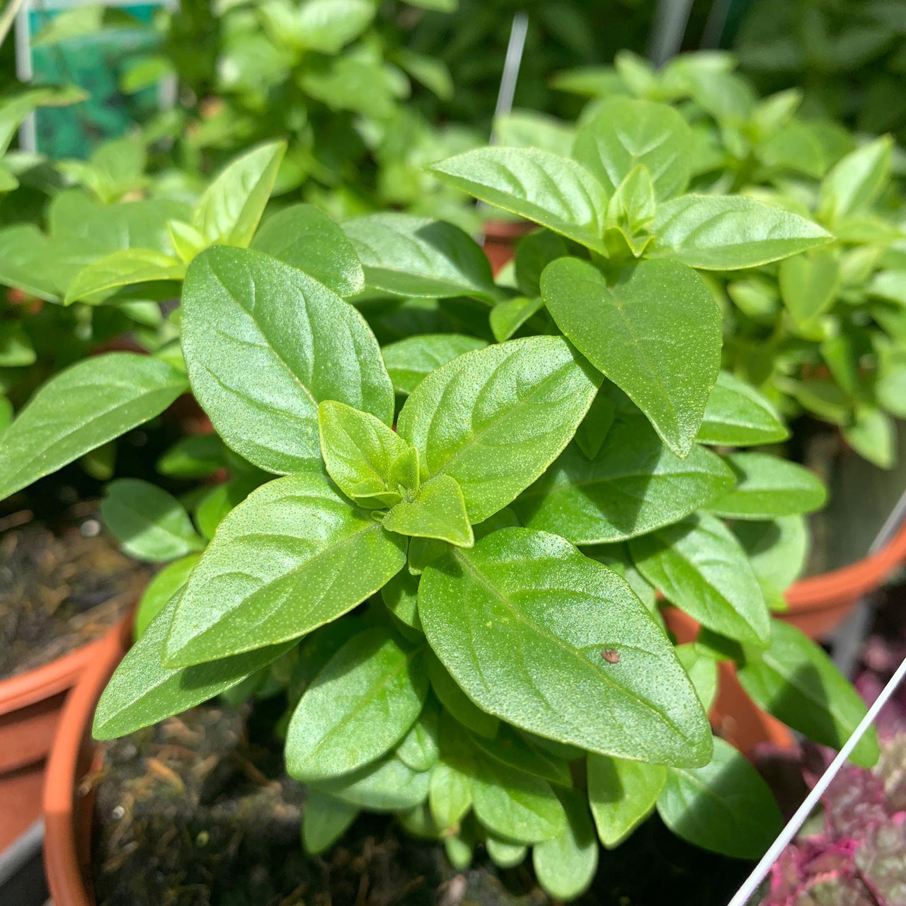 Greek Basil Bunkers Hill Plant Nursery