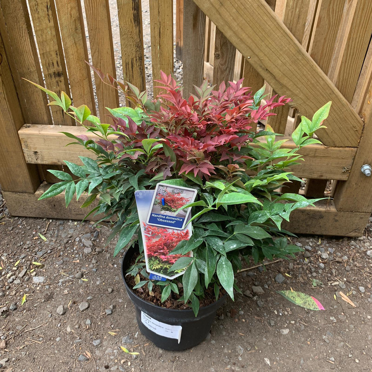 Nandina domestica 'Obsessed' (Large) Bunkers Hill Plant Nursery