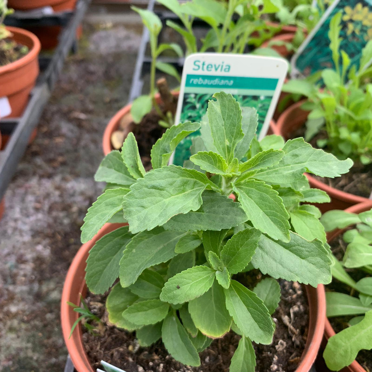 Stevia rebaudiana (11cm pot) Bunkers Hill Plant Nursery