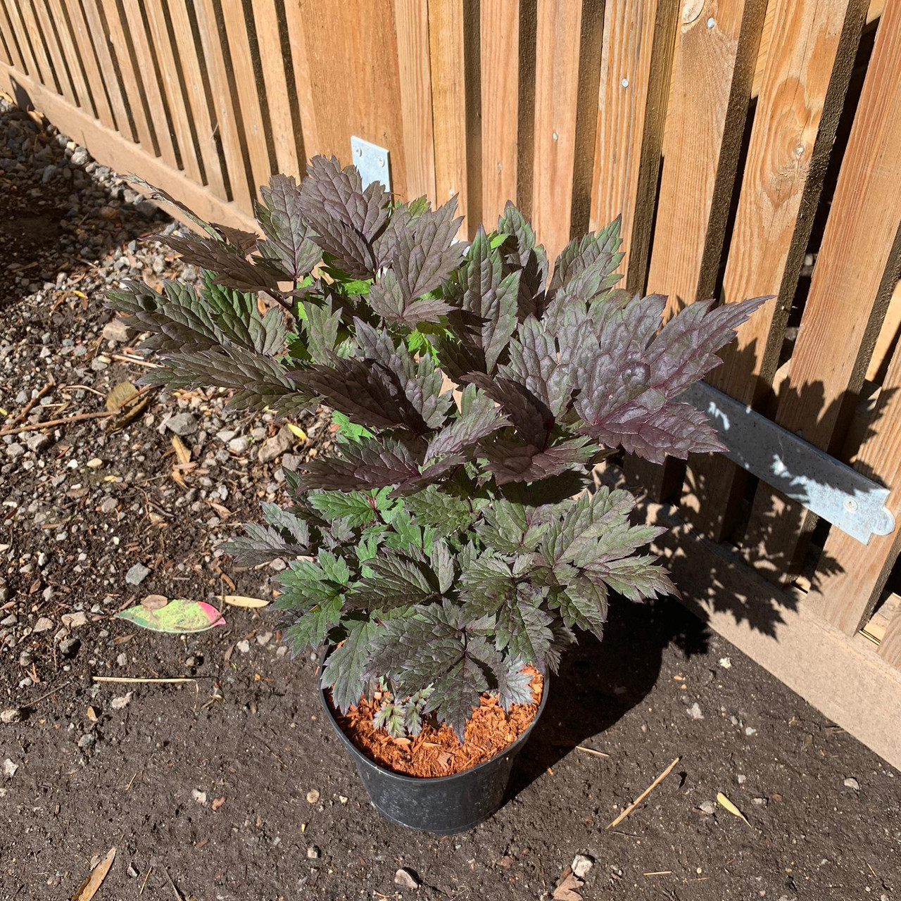 Actaea 'Chocoholic' 3ltr pot Bunkers Hill Plant Nursery