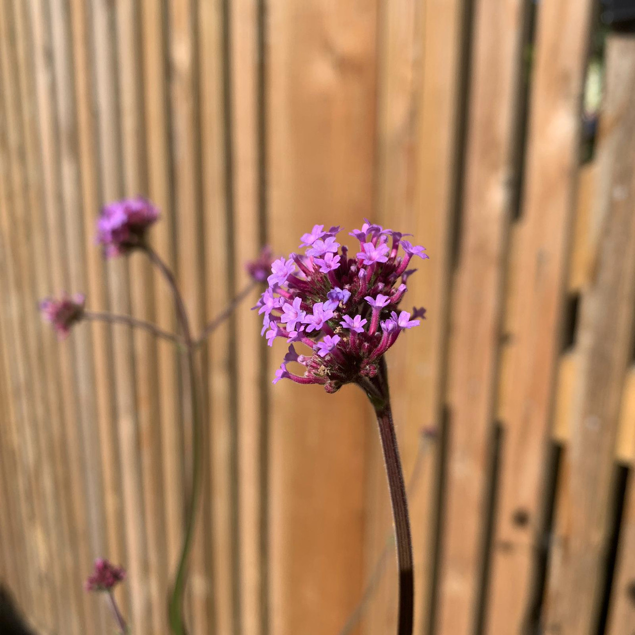 Verbena bonariensis 3ltr pot Bunkers Hill Plant Nursery