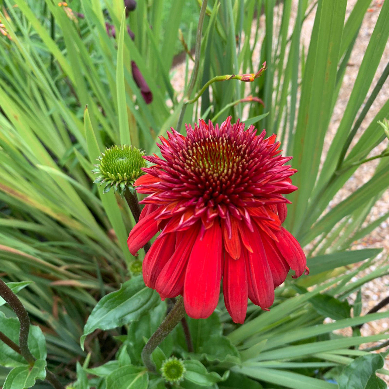 Echinacea purpurea 'Eccentric' 3ltr pot Bunkers Hill Plant Nursery